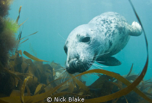 Grey seal photographed at Lundy Island. by Nick Blake 